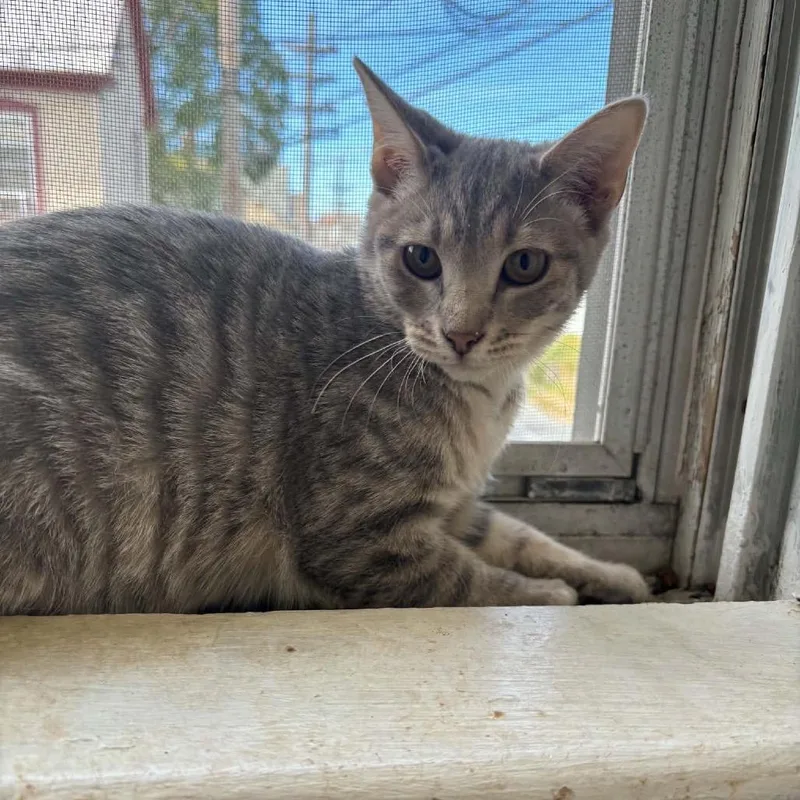 A baby small-sized female Brown / Chocolate Domestic Short Hair cat named Almalexia for adoption in Inwood, WV