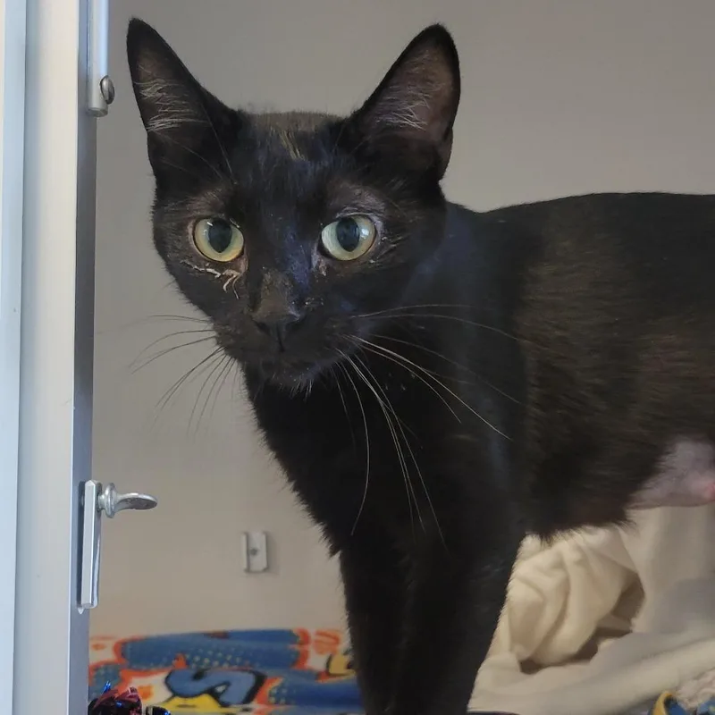 A young medium-sized female Black Domestic Short Hair cat named Chai Tea for adoption in Wheeling, IL