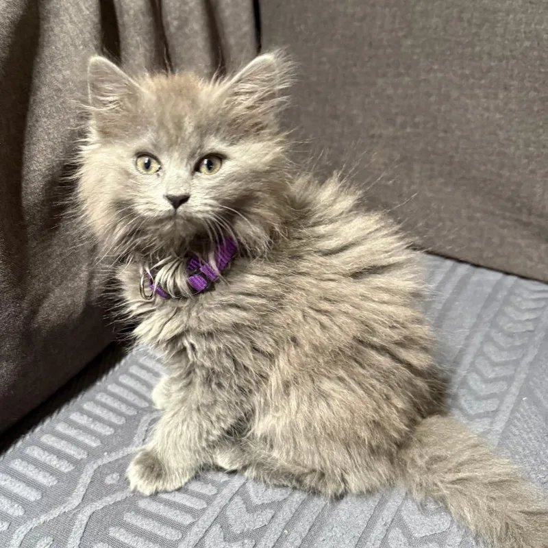 A baby small-sized female Gray / Blue / Silver Domestic Long Hair cat named Jellybean for adoption in Belleville, IL