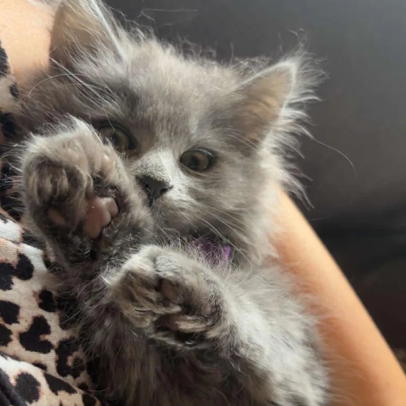 Jellybean thumbnail 2