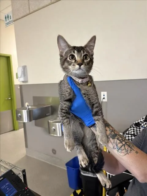 A baby small-sized female Domestic Short Hair cat named Fruit Ninja for adoption in Las Vegas, NV