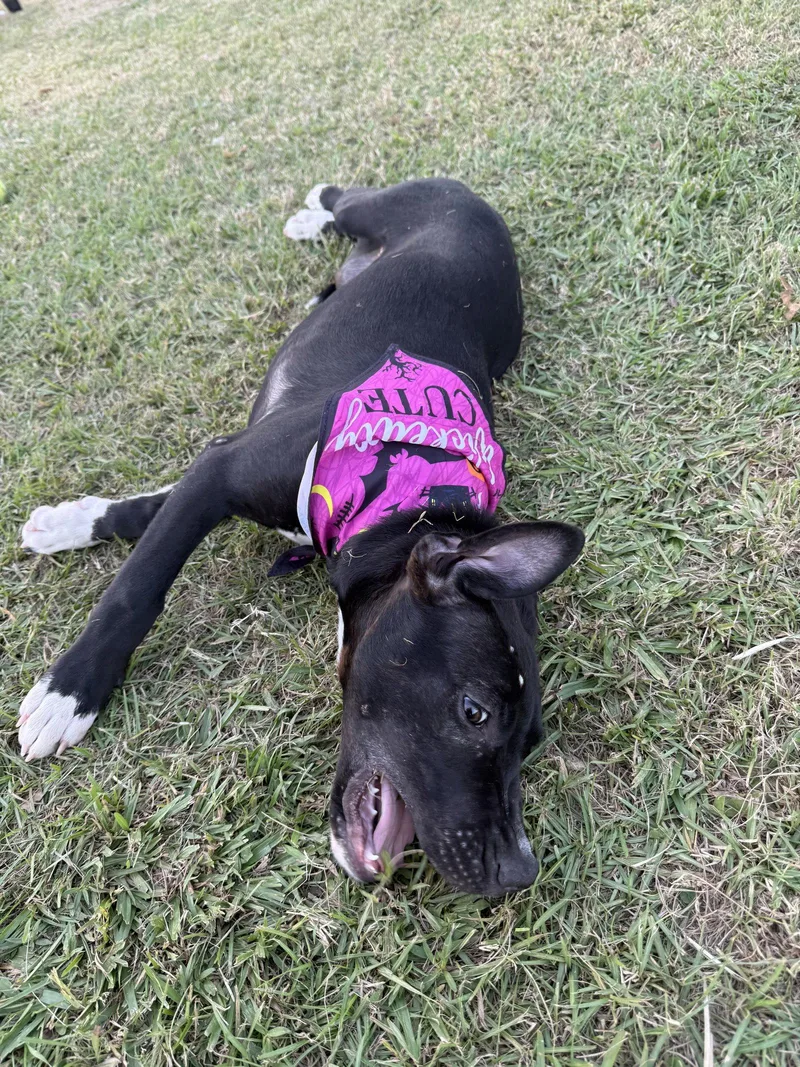 A baby medium-sized female Labrador Retriever dog named Kaleesi for adoption in MONTGOMERY, TX