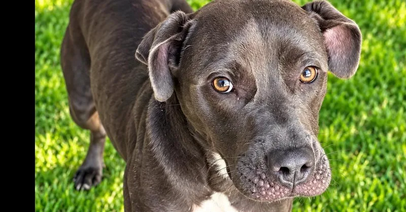 A young medium-sized female Pit Bull Terrier dog named Barcelona for adoption in Canton , GA