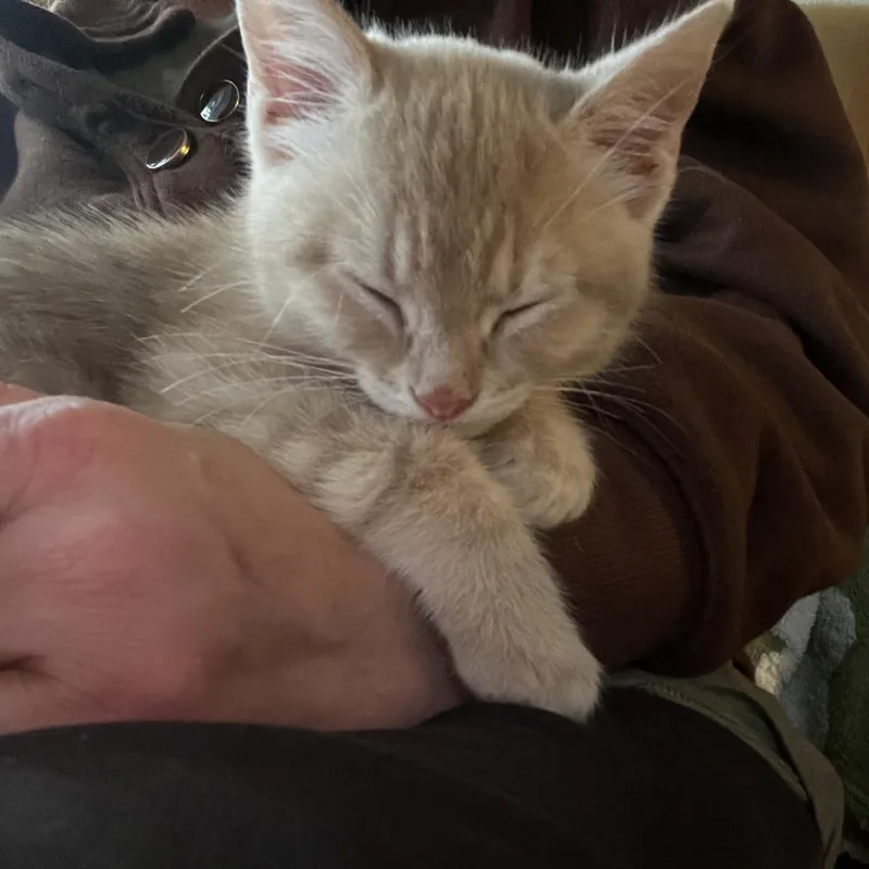 A baby small-sized male Orange / Red Domestic Short Hair cat named Cheeseburger for adoption in Little Rock, AR