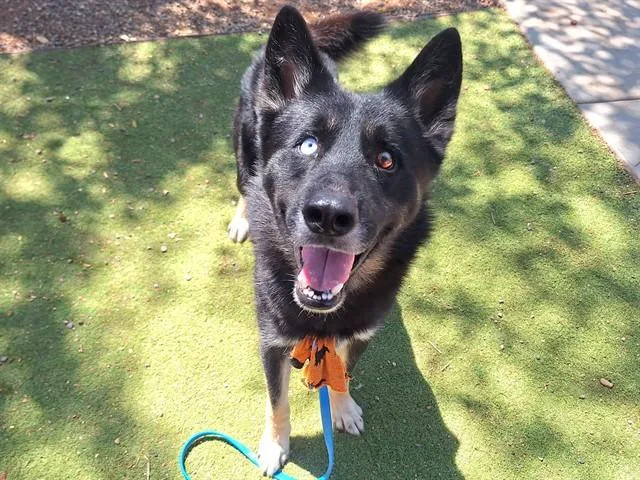 An adult large-sized male German Shepherd Dog dog named Ace for adoption in Phoenix, AZ