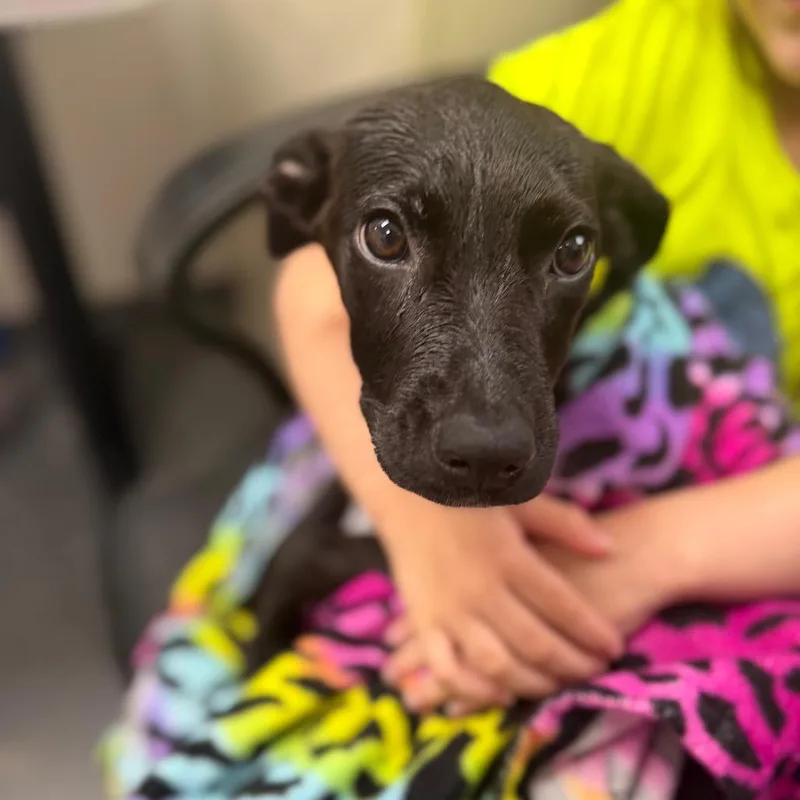 A baby medium-sized female Mixed Breed dog named Citronella for adoption in Columbiana, AL