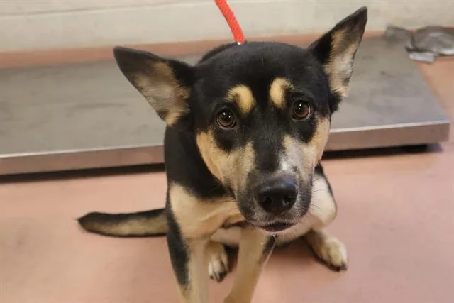 A young medium-sized female Mixed Breed dog named Berri for adoption in Columbia, SC