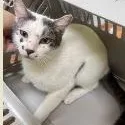 An adult medium-sized male White Domestic Short Hair cat named Shiro for adoption in St. Augustine, FL
