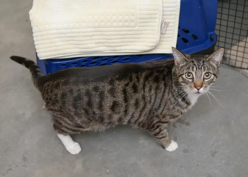 Tabby