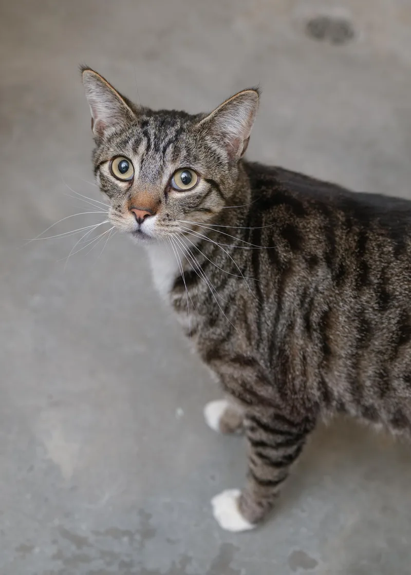 Tabby thumbnail 2