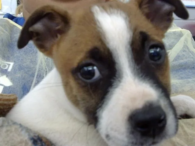 A baby medium-sized female Mixed Breed dog named Amy for adoption in Dallas, TX