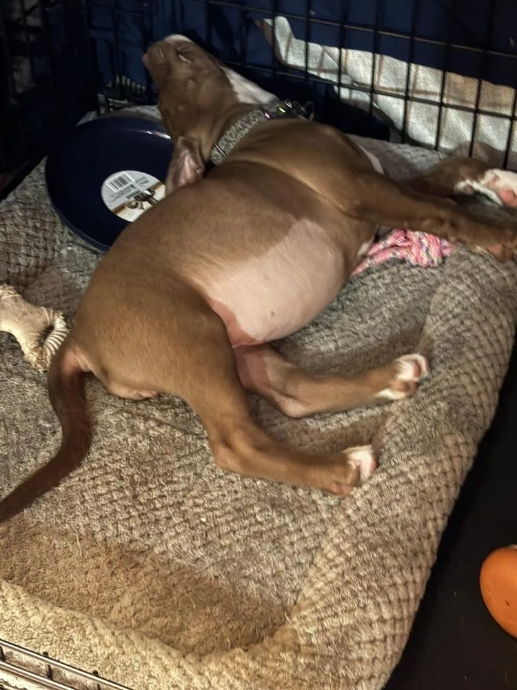 A baby medium-sized female Tricolor (Brown, Black, & White) American Staffordshire Terrier dog named Shae for adoption in Lincoln Park, MI