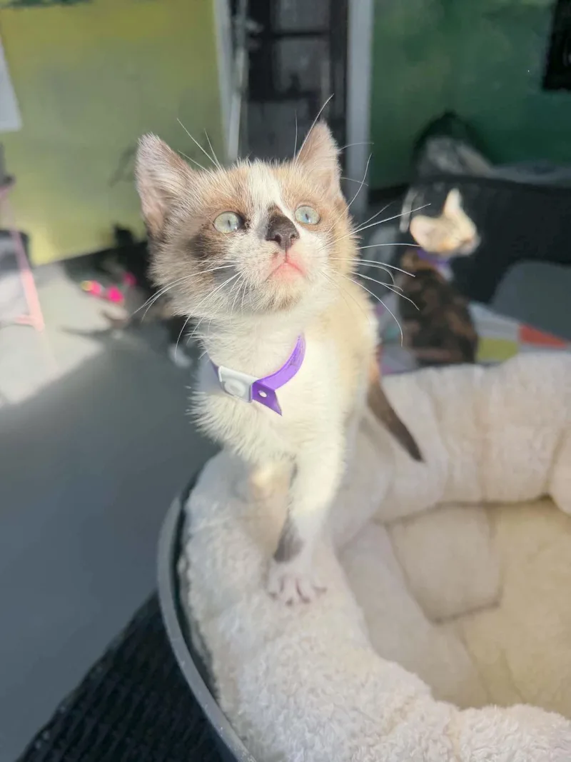 A baby medium-sized female Siamese cat named Bougie for adoption in Tavares, FL