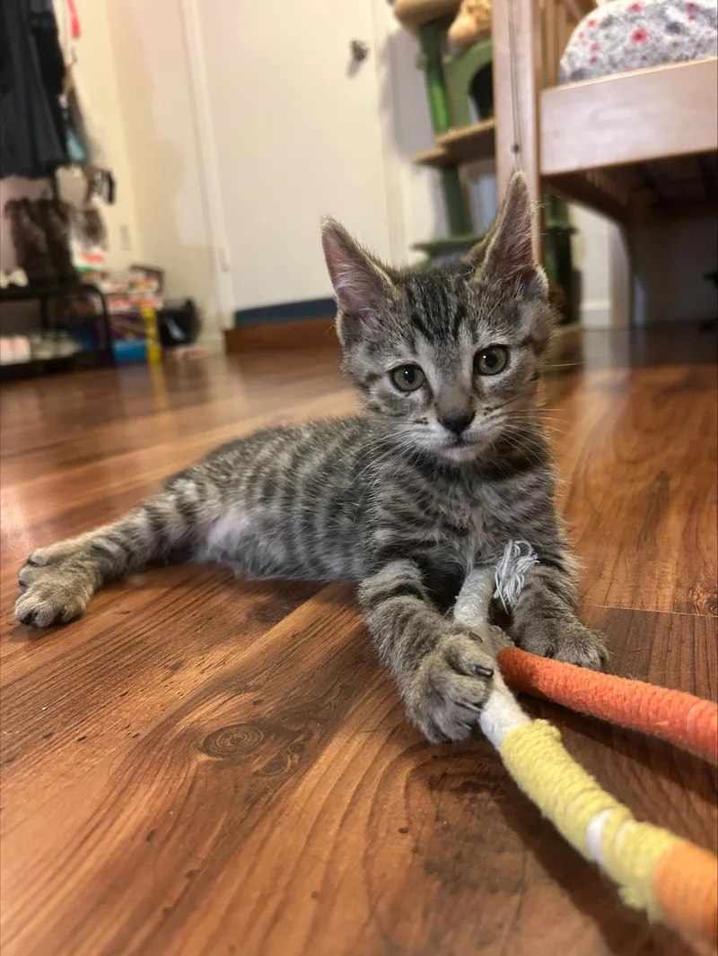A baby medium-sized male Tabby (Gray / Blue / Silver) Domestic Short Hair cat named Purcuitto for adoption in Davis, CA