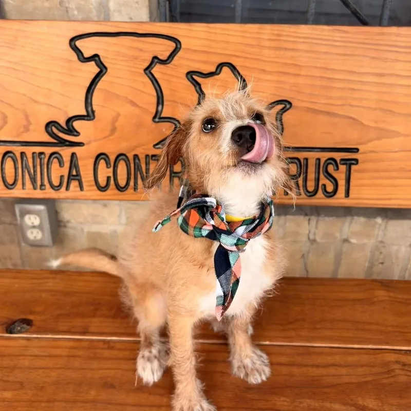 A baby small-sized male Terrier dog named Kenny for adoption in Laredo, TX