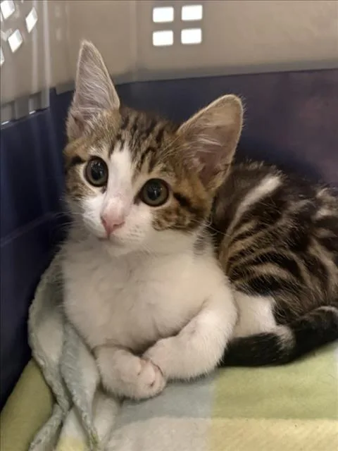 A baby small-sized female Domestic Short Hair cat named Dinah for adoption in Tracy, CA