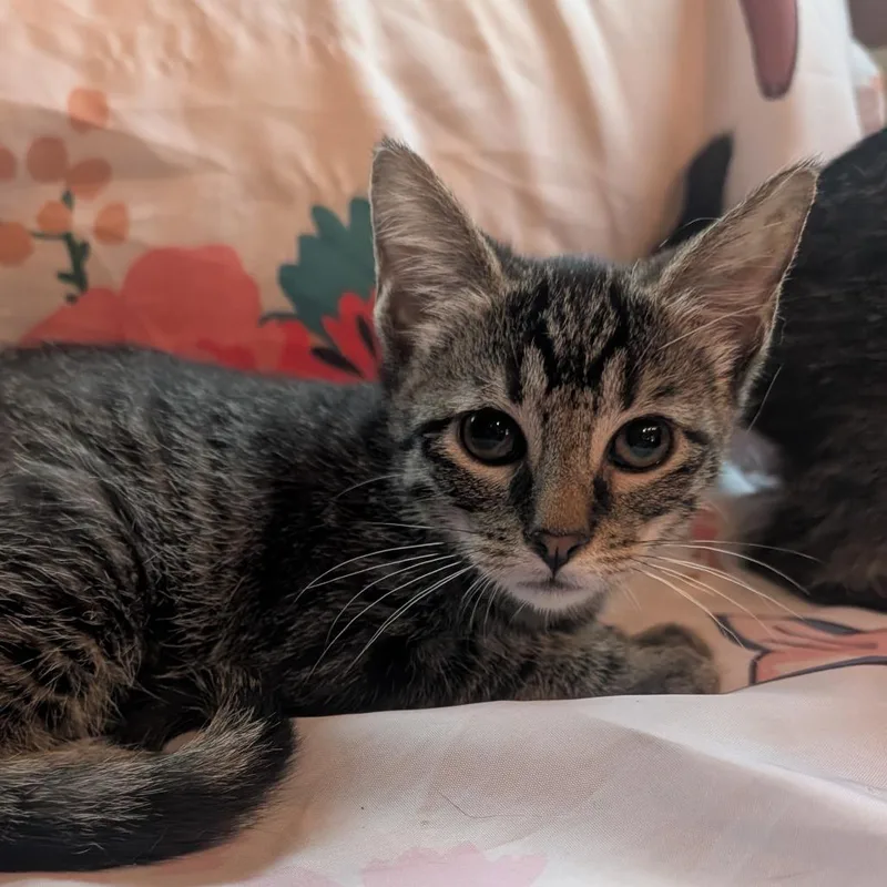 A baby small-sized female Brown / Chocolate Domestic Short Hair cat named Yancy for adoption in Carmel, IN