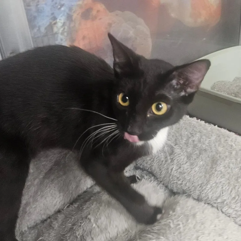 A baby small-sized female Black Domestic Short Hair cat named Loa for adoption in Grantsville, UT