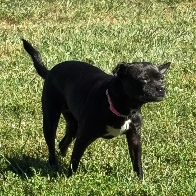 Onyx