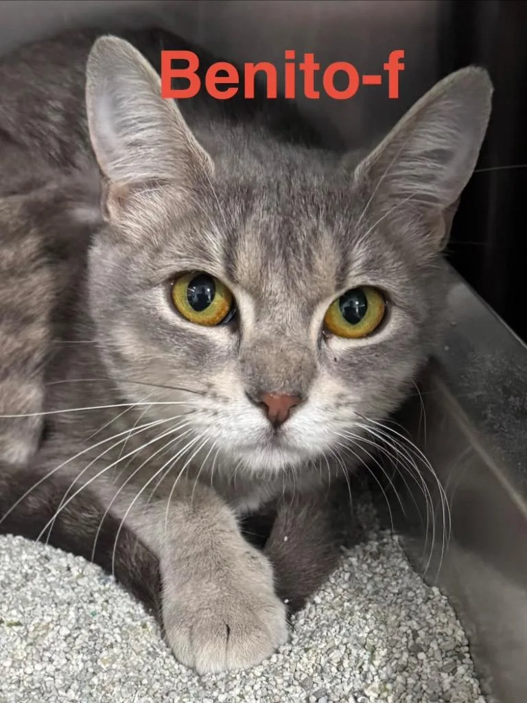 Benita