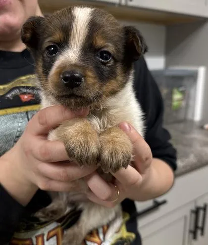 An adult small-sized male Cattle Dog dog named Grover for adoption in St. Anne, IL