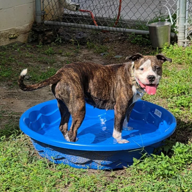 A senior large-sized female Brown / Chocolate Mixed Breed dog named Magnolia for adoption in Lake Panasoffkee, FL