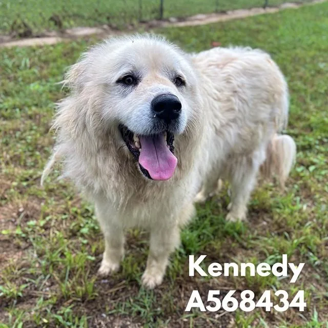 Kennedy