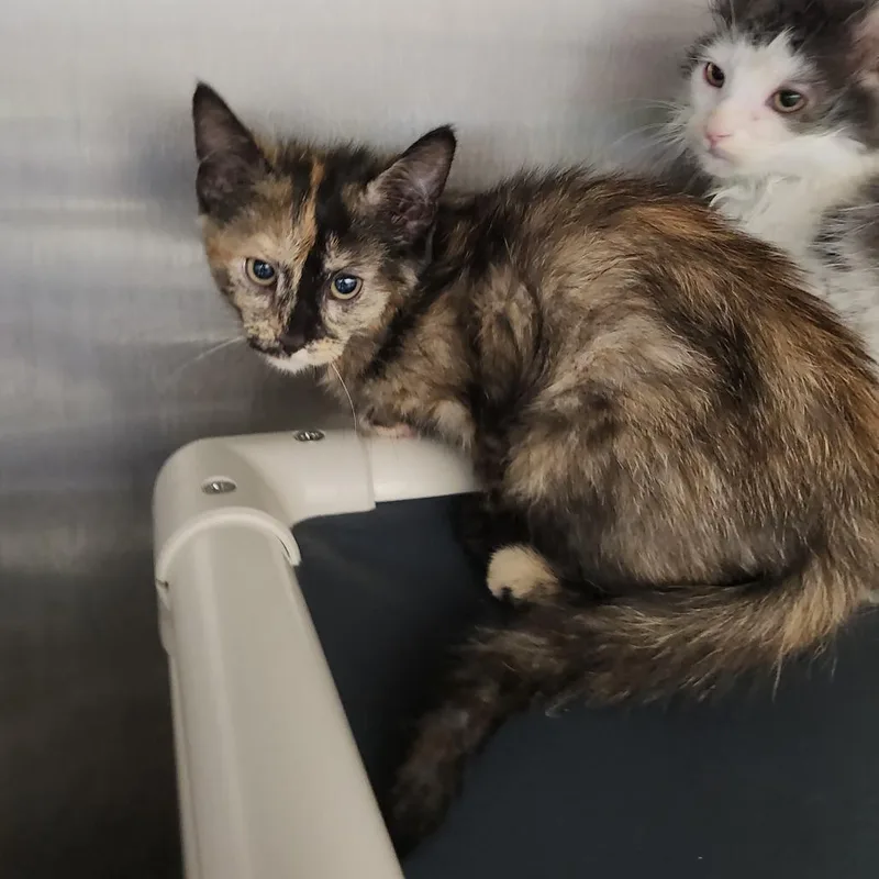 A baby small-sized female Tortoiseshell Domestic Medium Hair cat named Sunshine for adoption in Fort Wayne, IN