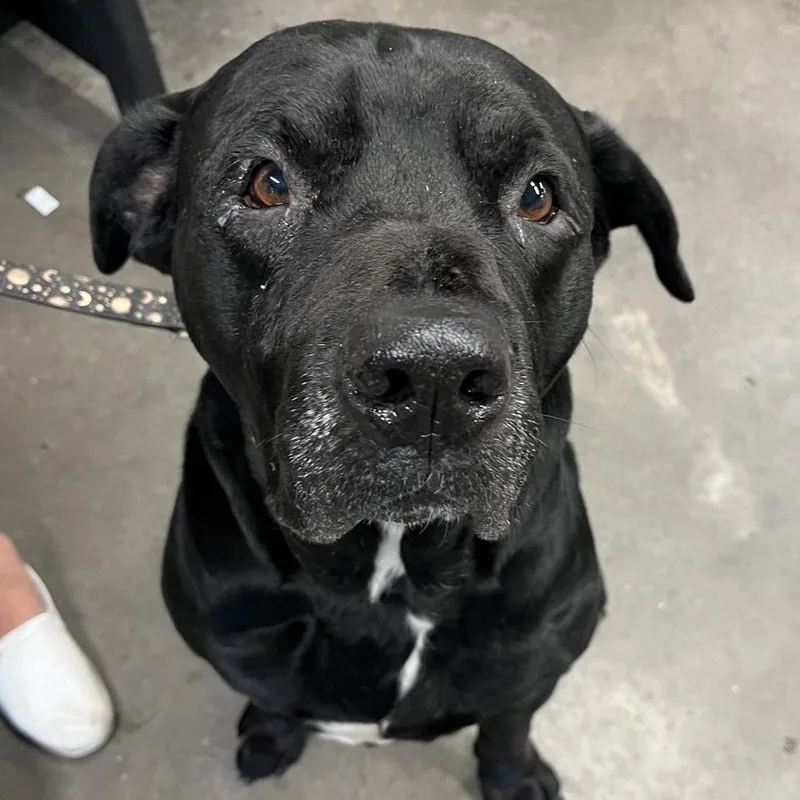 A senior large-sized male Black Black Labrador Retriever dog named Shadow for adoption in Tampa, FL