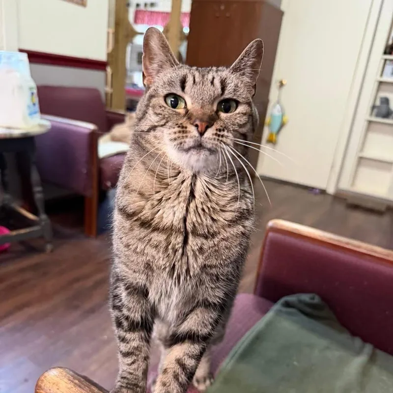 A senior medium-sized female Domestic Short Hair cat named Autumn for adoption in Portage, MI