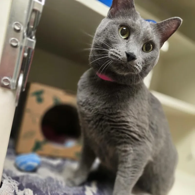 An adult large-sized female Gray / Blue / Silver Domestic Short Hair cat named Luna for adoption in Fairport, NY