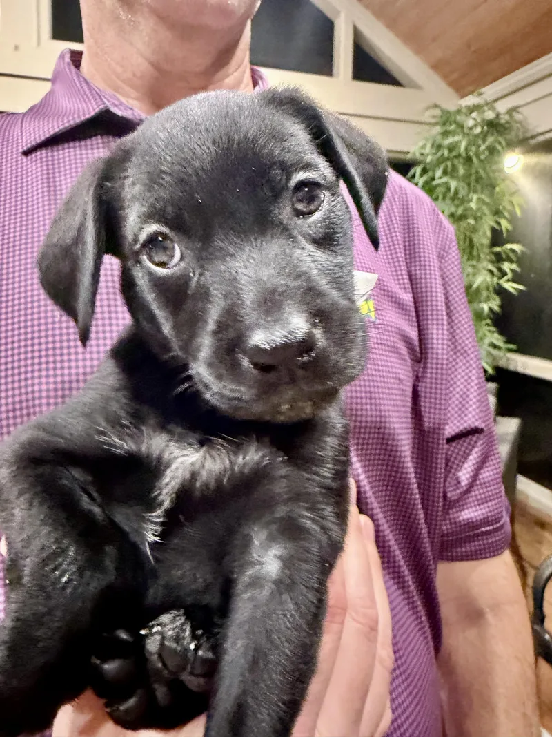 A baby medium-sized female Black Labrador Retriever dog named Labrador Retriever Puppies for adoption in Tunica, MS