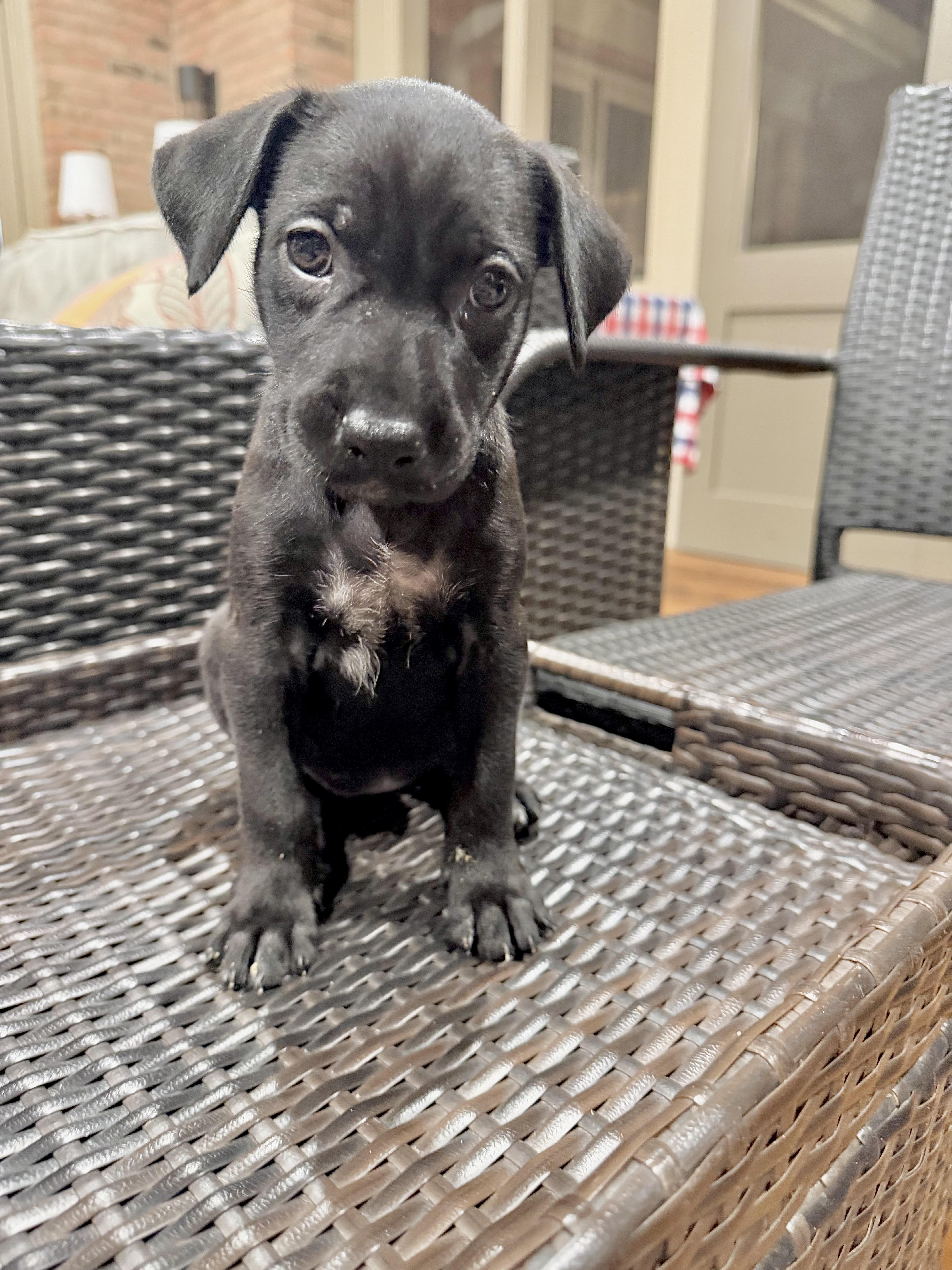Labrador Retriever Puppies thumbnail 2