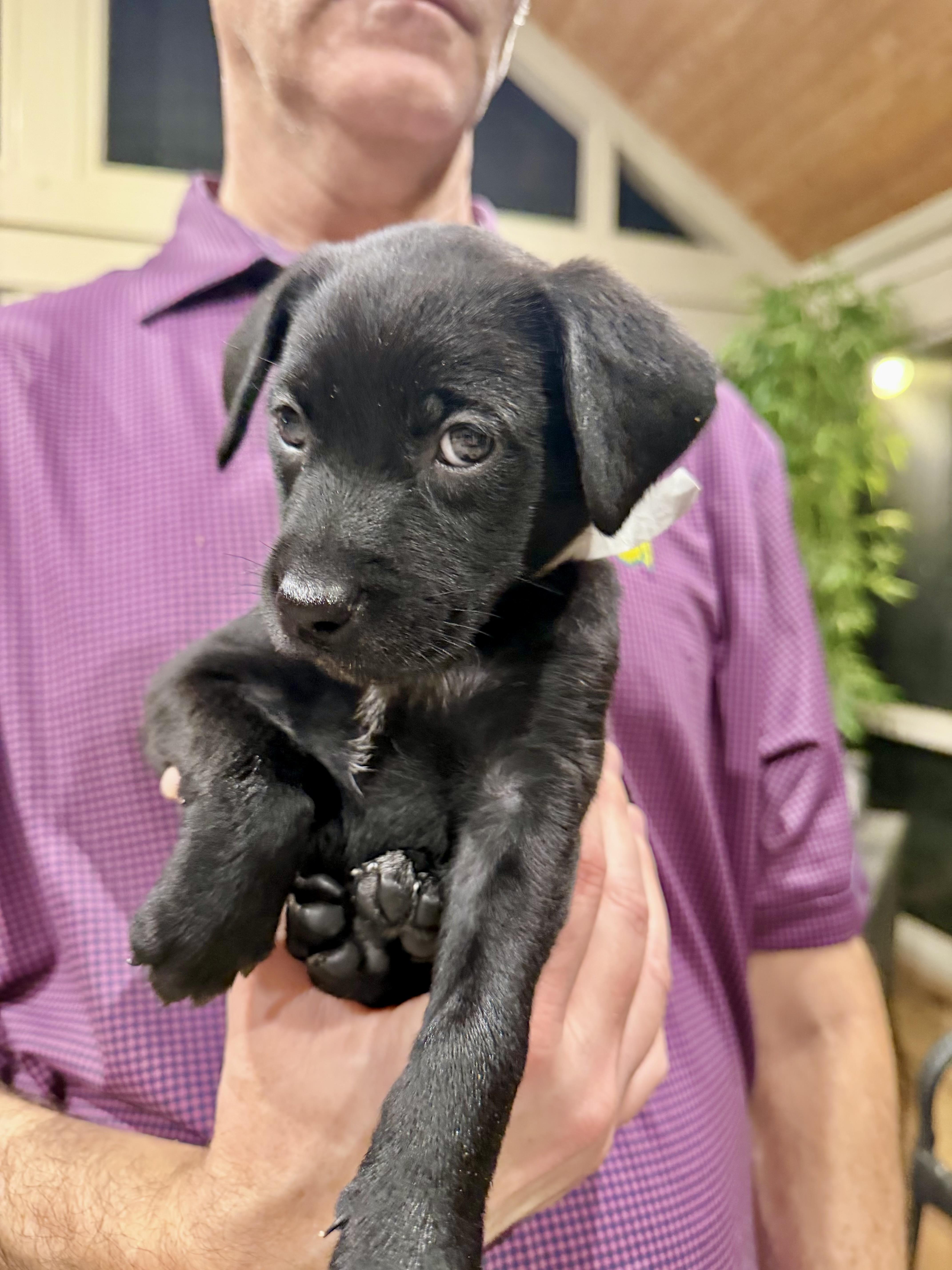 Labrador Retriever Puppies thumbnail 3