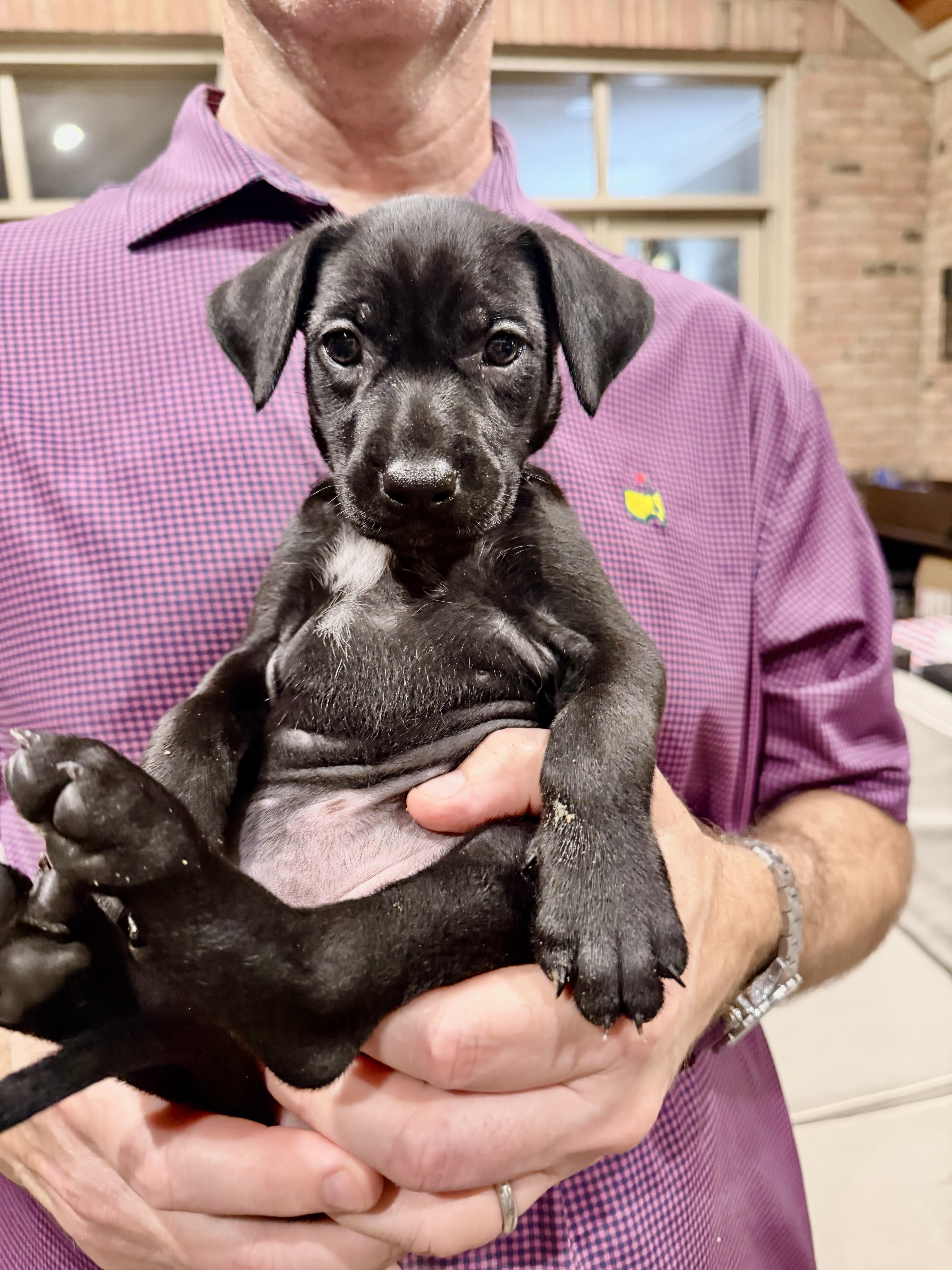 Labrador Retriever Puppies thumbnail 4