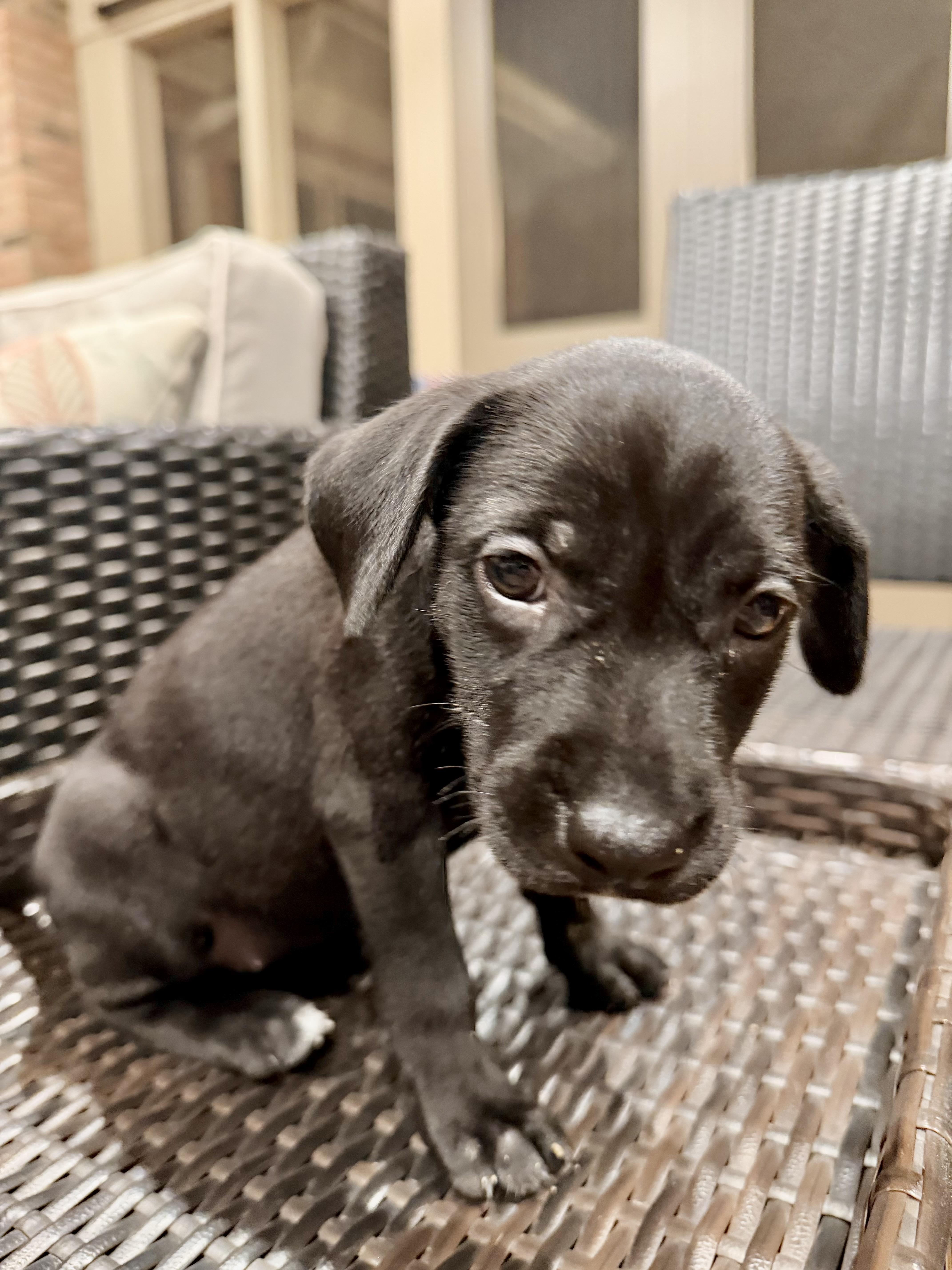 Labrador Retriever Puppies thumbnail 5