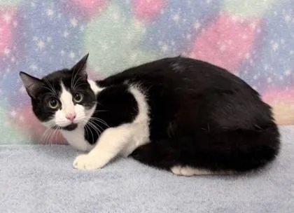 A baby medium-sized male Domestic Short Hair cat named Bug for adoption in West Chester, PA