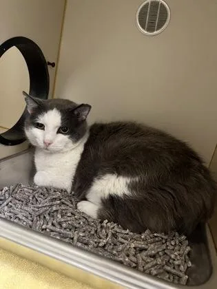 An adult medium-sized female Domestic Short Hair cat named Kate for adoption in Fairfax, VA