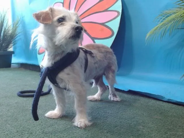 An adult medium-sized male Terrier dog named Poquito for adoption in Baldwin Park, CA