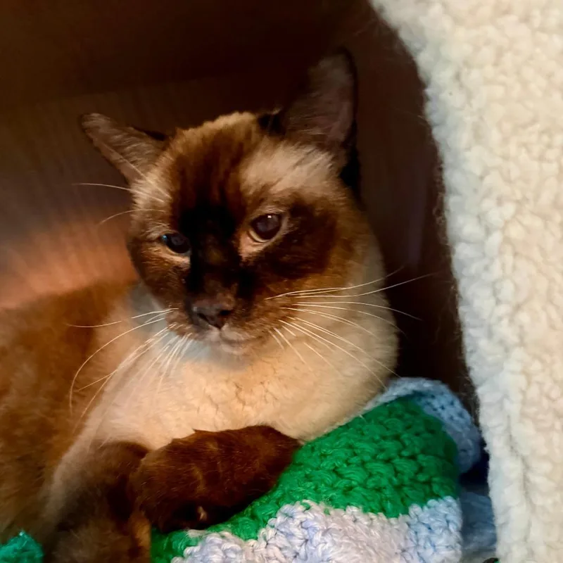 A senior small-sized male Cream / Ivory Domestic Short Hair cat named Nutterbutters C for adoption in Prosper, TX