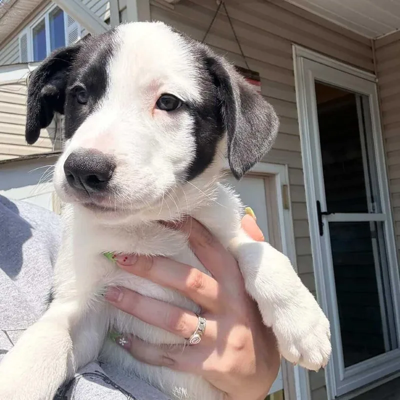 A baby medium-sized male Catahoula Leopard Dog dog named Frasier for adoption in Staten Island, NY