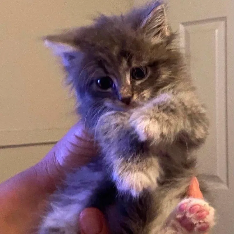 A baby small-sized female Gray / Blue / Silver Domestic Long Hair cat named Annie for adoption in Winchester, VA