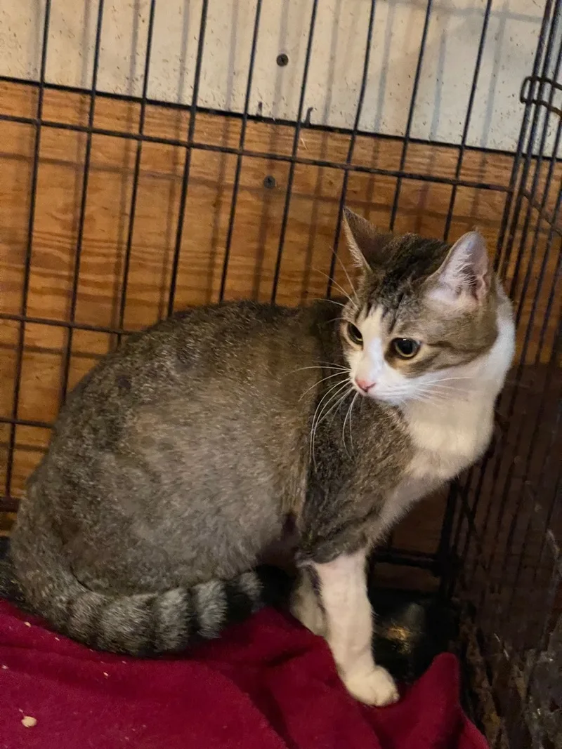 Jolie A Sweetie! thumbnail 2