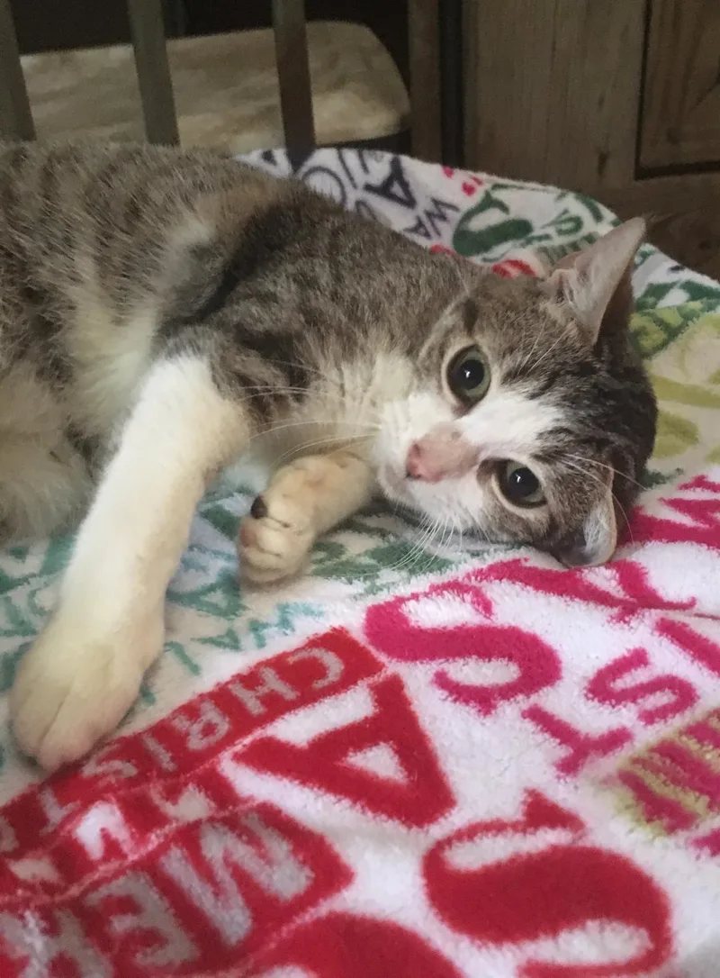 Jolie A Sweetie! thumbnail 3