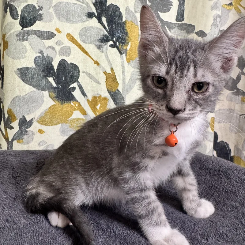 A young small-sized female Gray & White Domestic Short Hair cat named Jj for adoption in Bentonville, AR