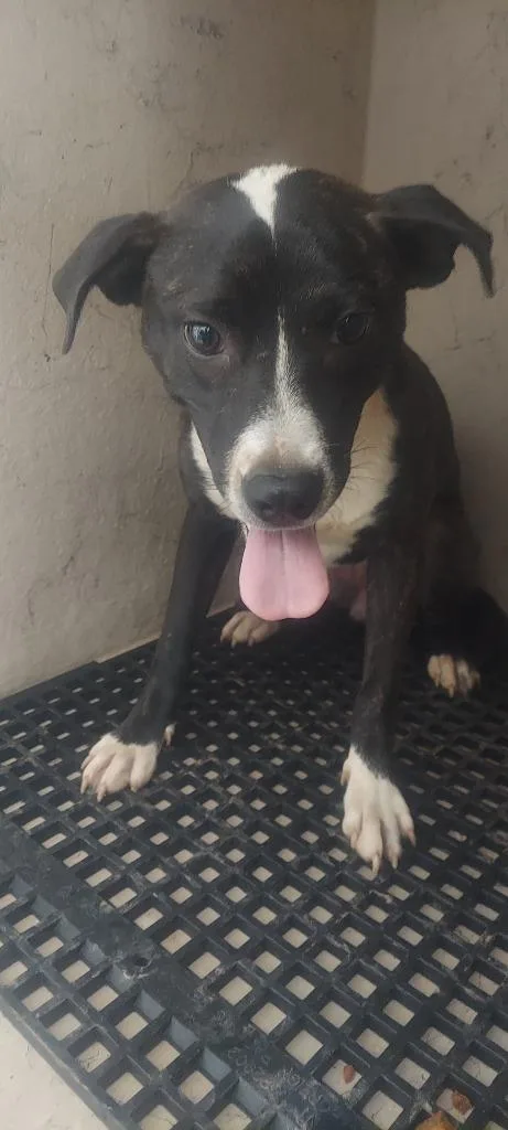 A baby medium-sized female Mixed Breed dog named Weezie Woo Woo for adoption in Cartersville , GA