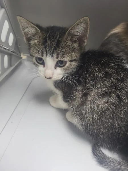 A baby small-sized female Domestic Short Hair cat named Nf Mitsy for adoption in Lawrenceville, GA