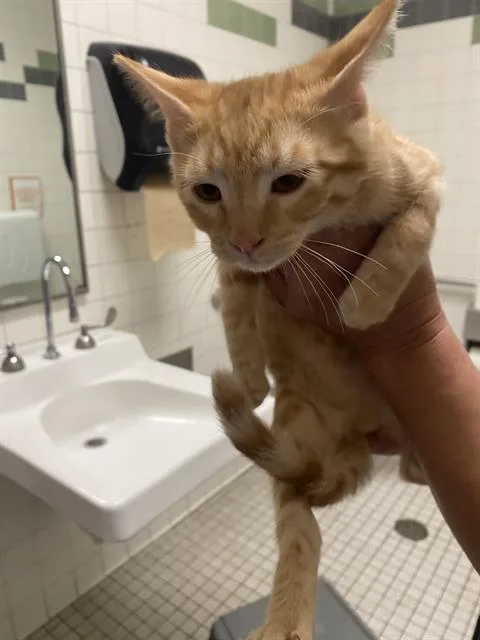 A baby medium-sized male Domestic Short Hair cat named Thomas for adoption in Dallas, TX