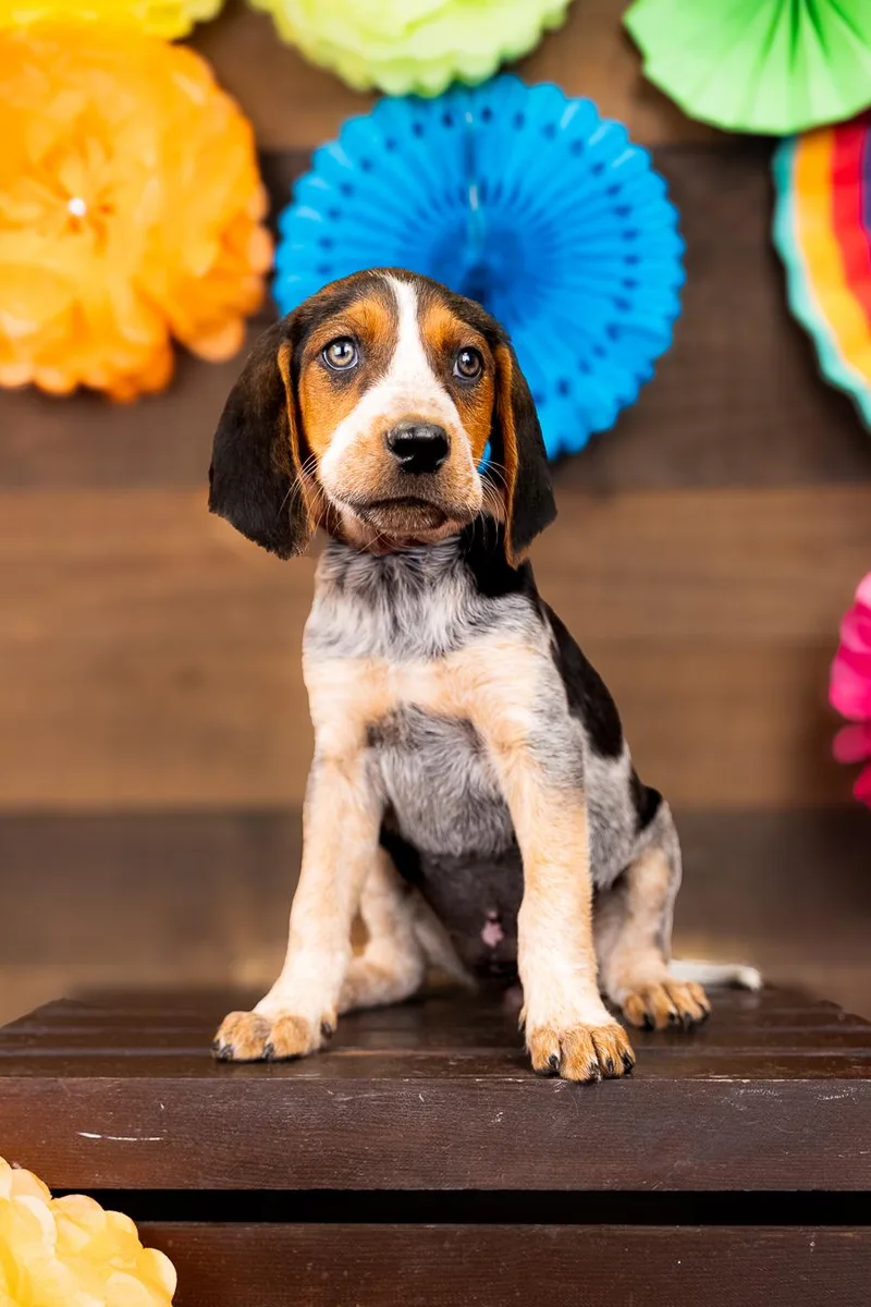 A baby medium-sized female Hound dog named 795-26 for adoption in Brighton, CO