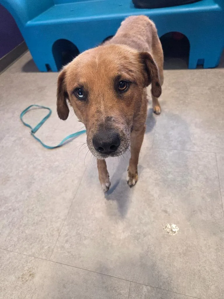 An adult large-sized male Mixed Breed dog named Jax for adoption in Bossier City, LA
